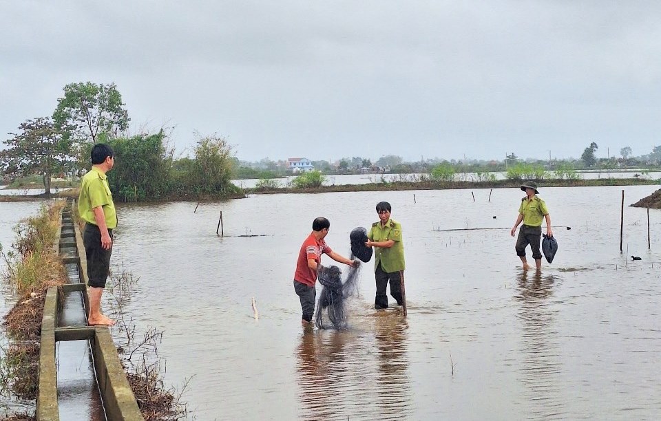 Nhiều cá thể chim trời được thả về môi trường tự nhiên