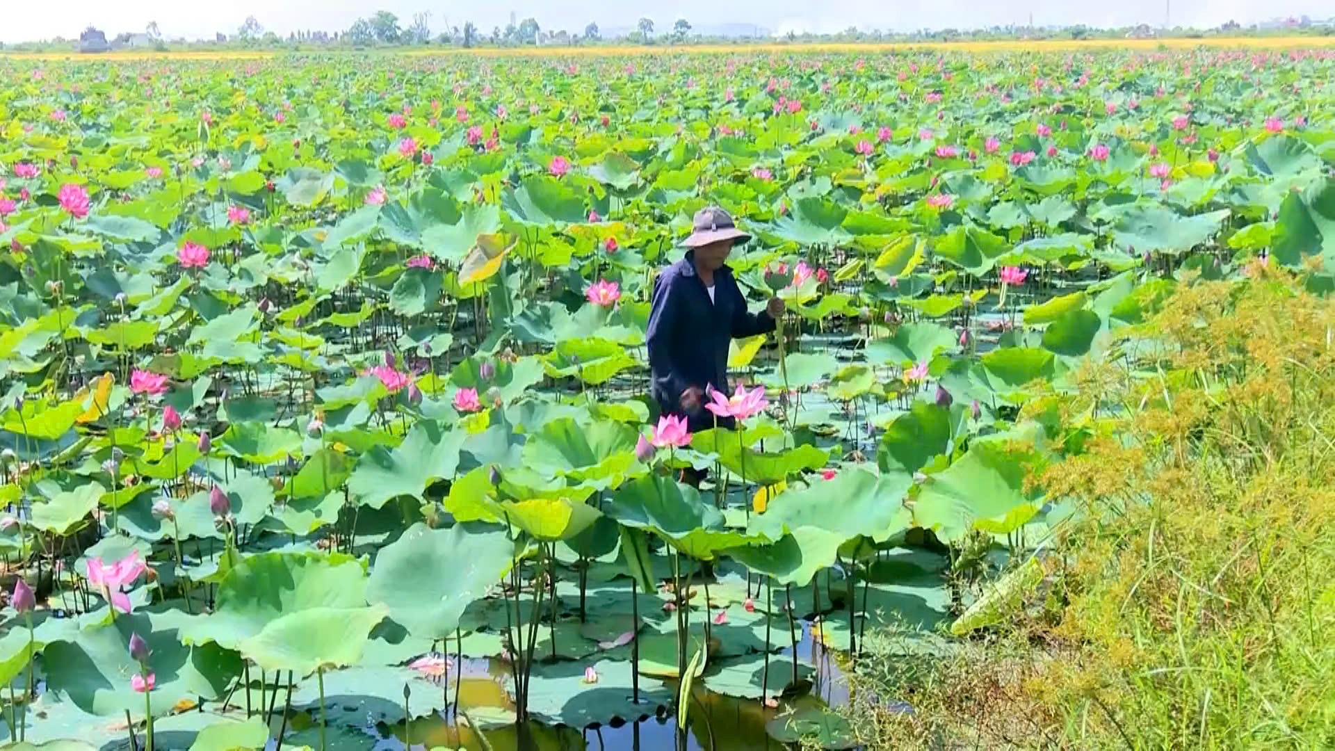 Hương Trà Tái cơ cấu nông nghiệp theo hướng gia tăng giá trị, bền vững