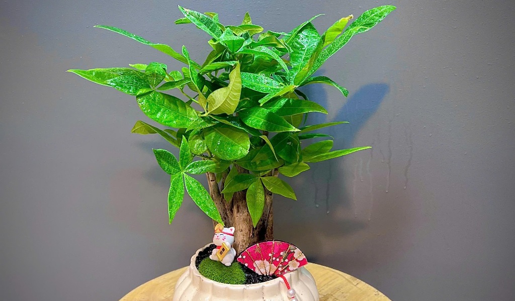 Cách chọn chậu cây cảnh đẹp để tặng thầy cô giáo nhân ngày 20 11