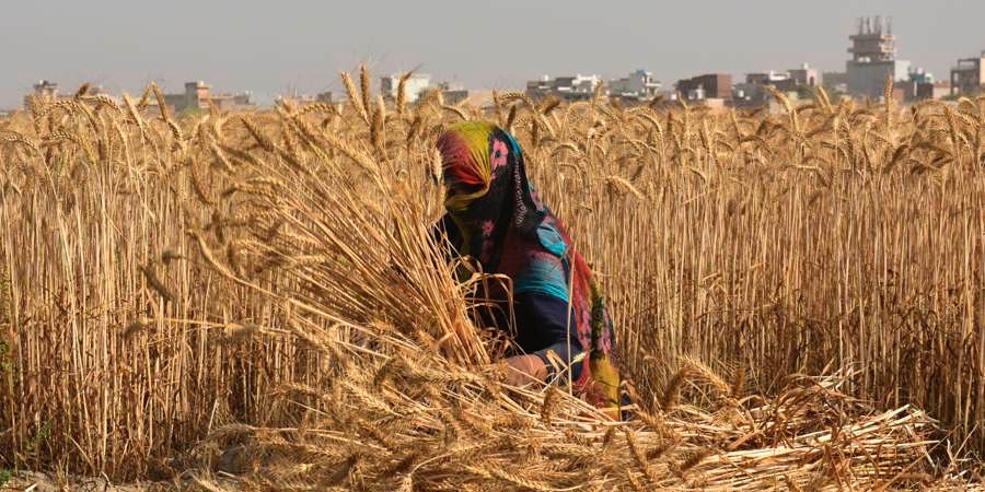 Ấn Độ phát triển cây trồng năng suất cao chống chịu tốt với khí hậu