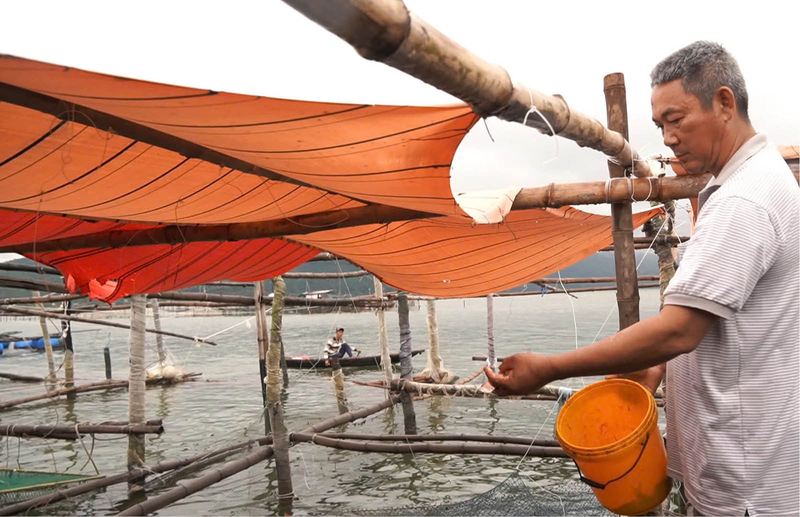 Nuôi cá lồng tránh lũ