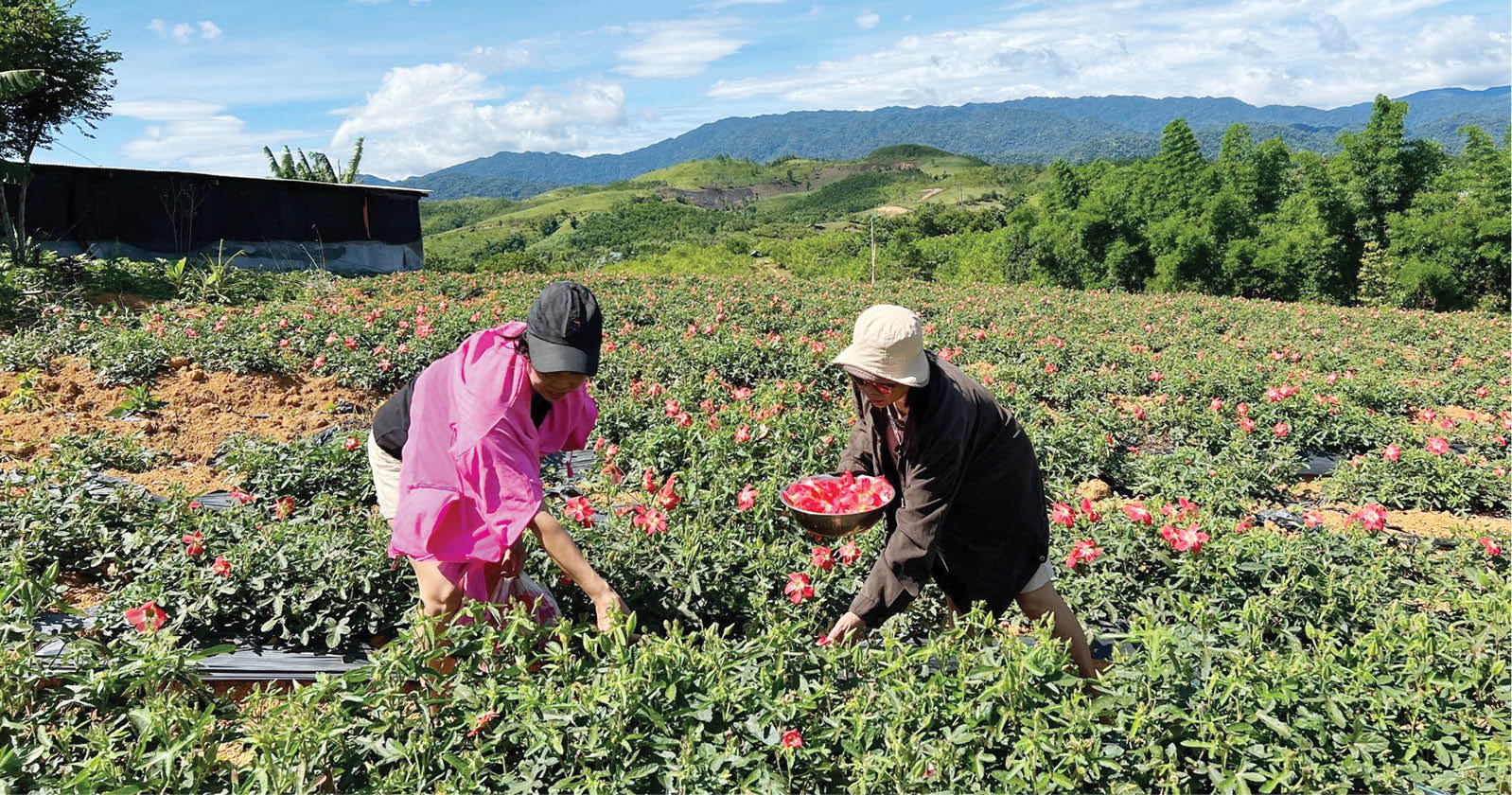 Nhiều dư địa phát triển cây dược liệu quý