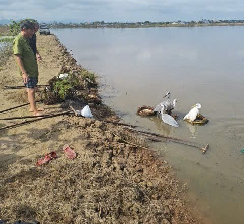 Thêm nhiều chim trời được thả về môi trường tự nhiên