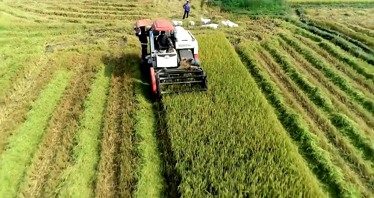 Nông nghiệp công nghệ cao cần tháo gỡ khó khăn để phát triển