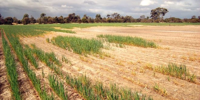 Đất nhiễm mặn gia tăng, đe dọa sản lượng lương thực toàn cầu