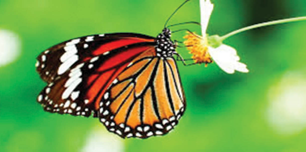 Bướm chúa có thể được thêm vào danh sách các loài bị đe dọa ở Mỹ
