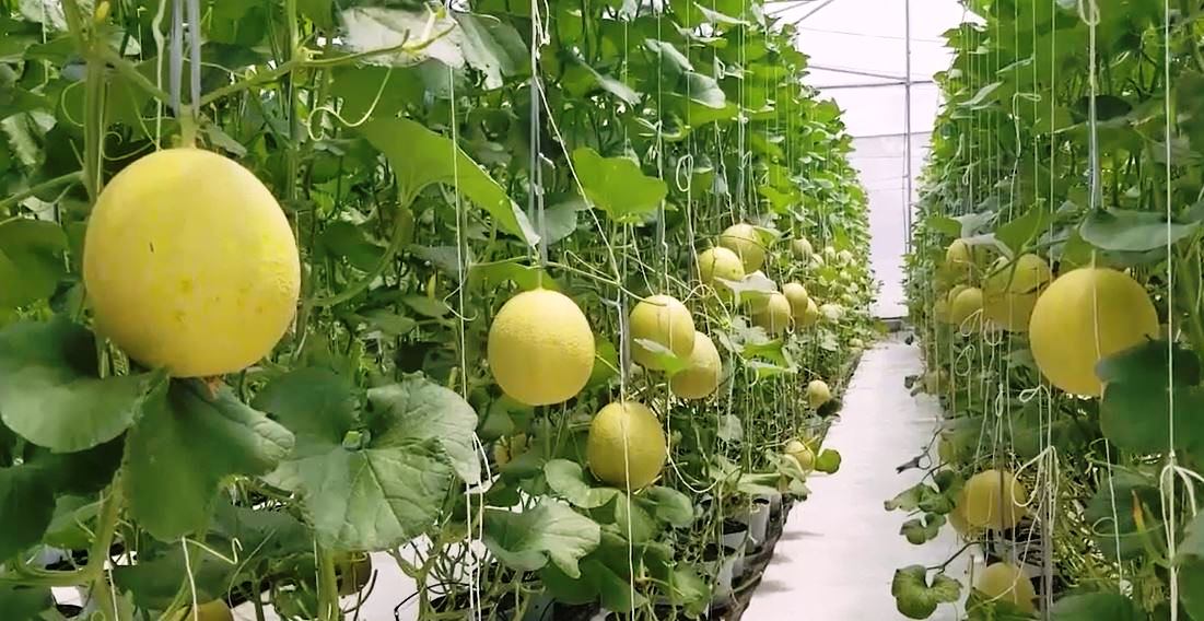 Bản tin Kinh tế - Thị trường ngày 14 12