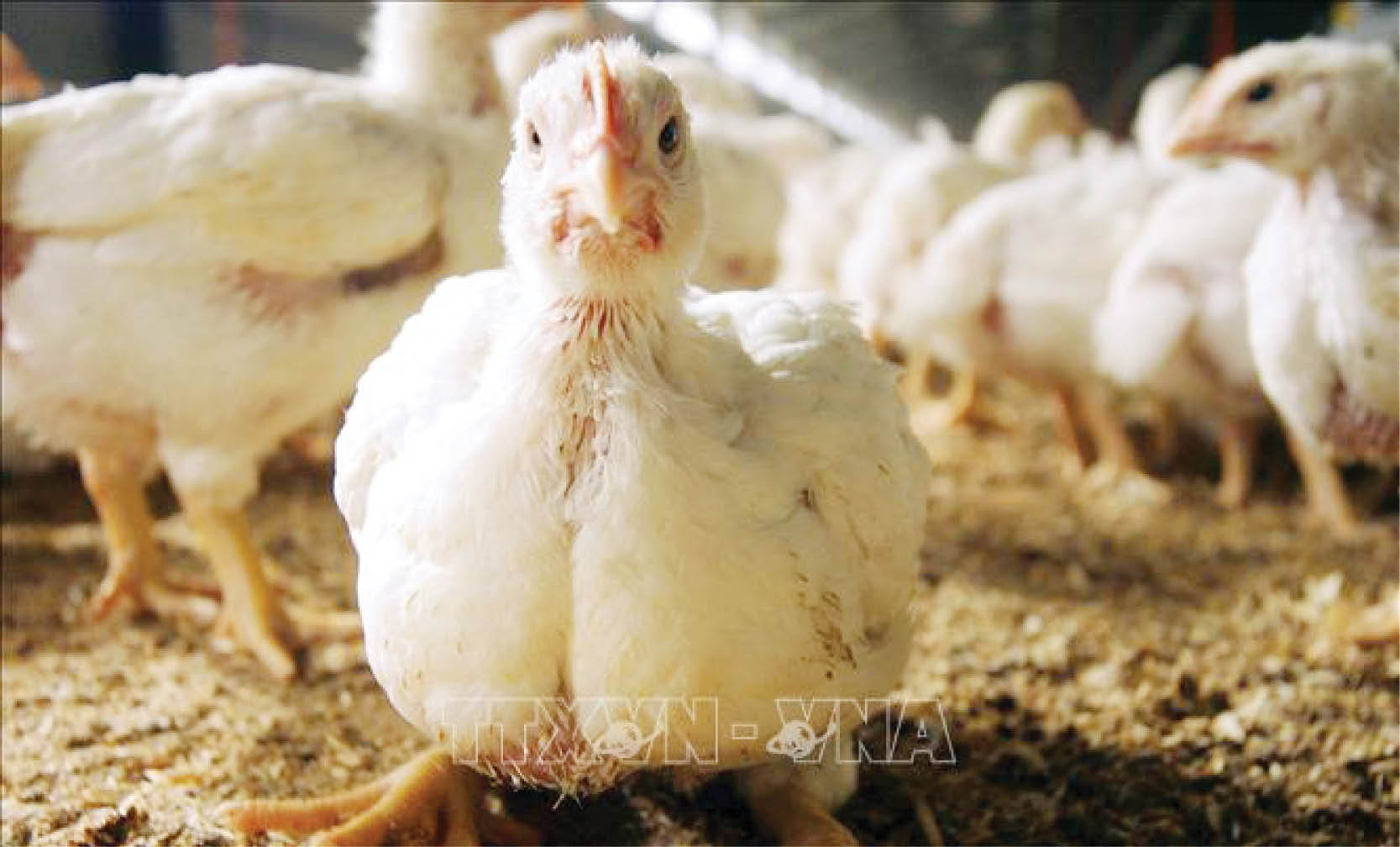 Cúm gia cầm đã xuất hiện ở khắp năm châu lục