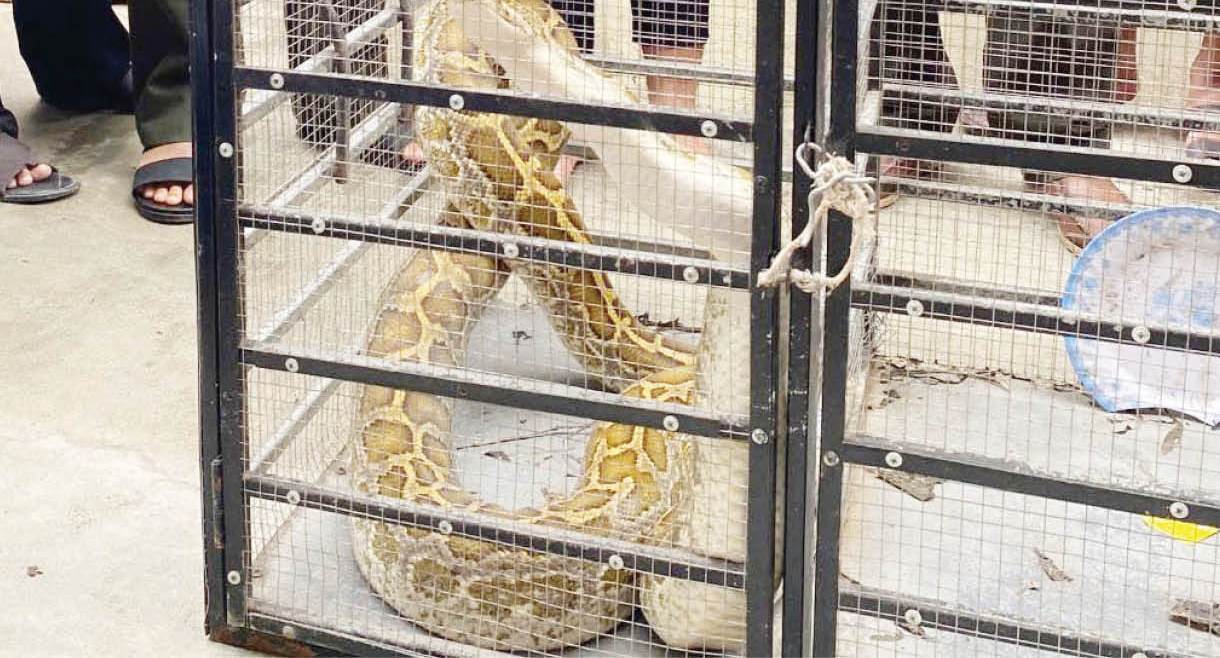 Từ đường dây nóng, động vật hoang dã được giải cứu kịp thời