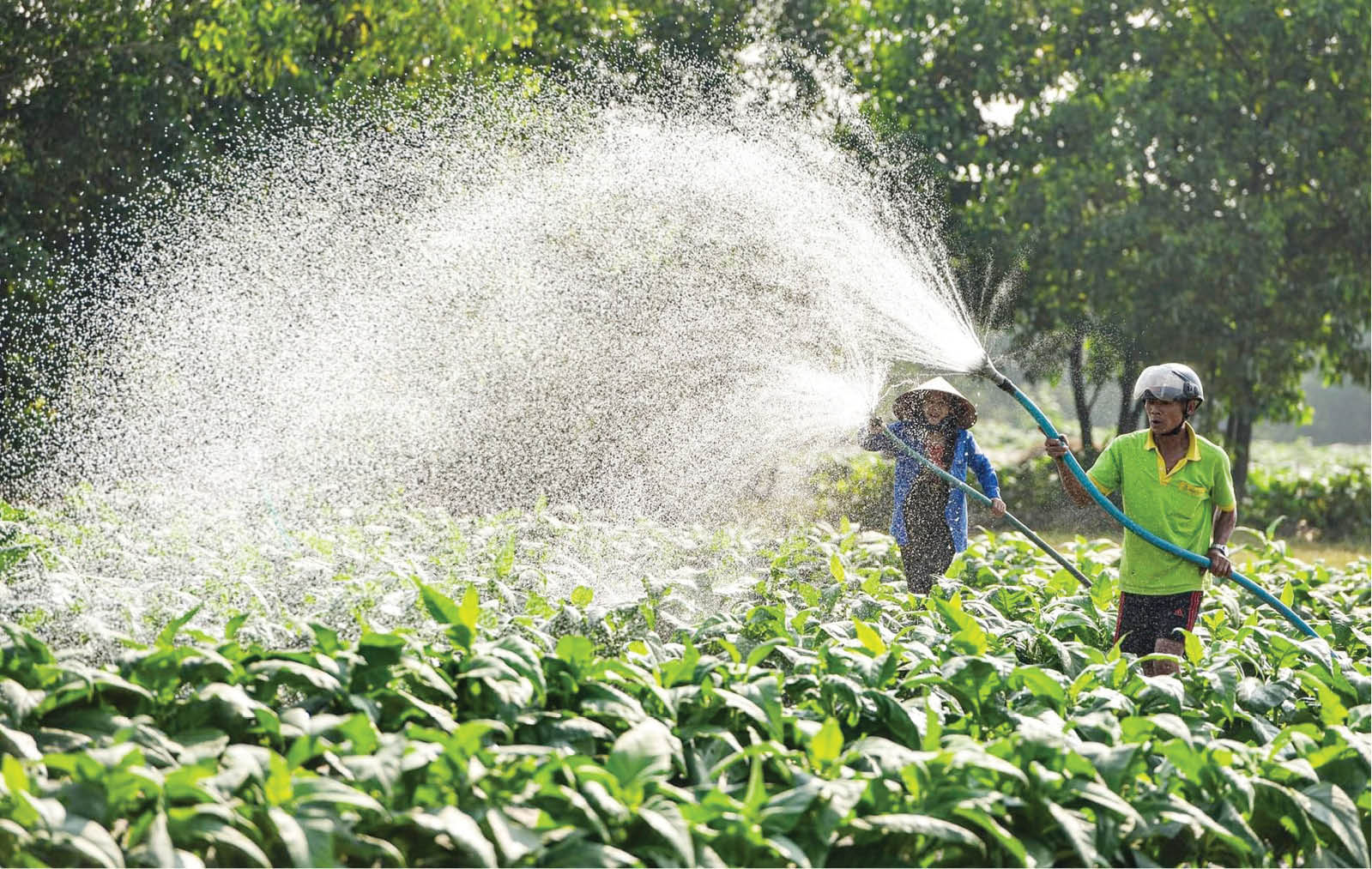 Vui với nông nghiệp Quảng Điền