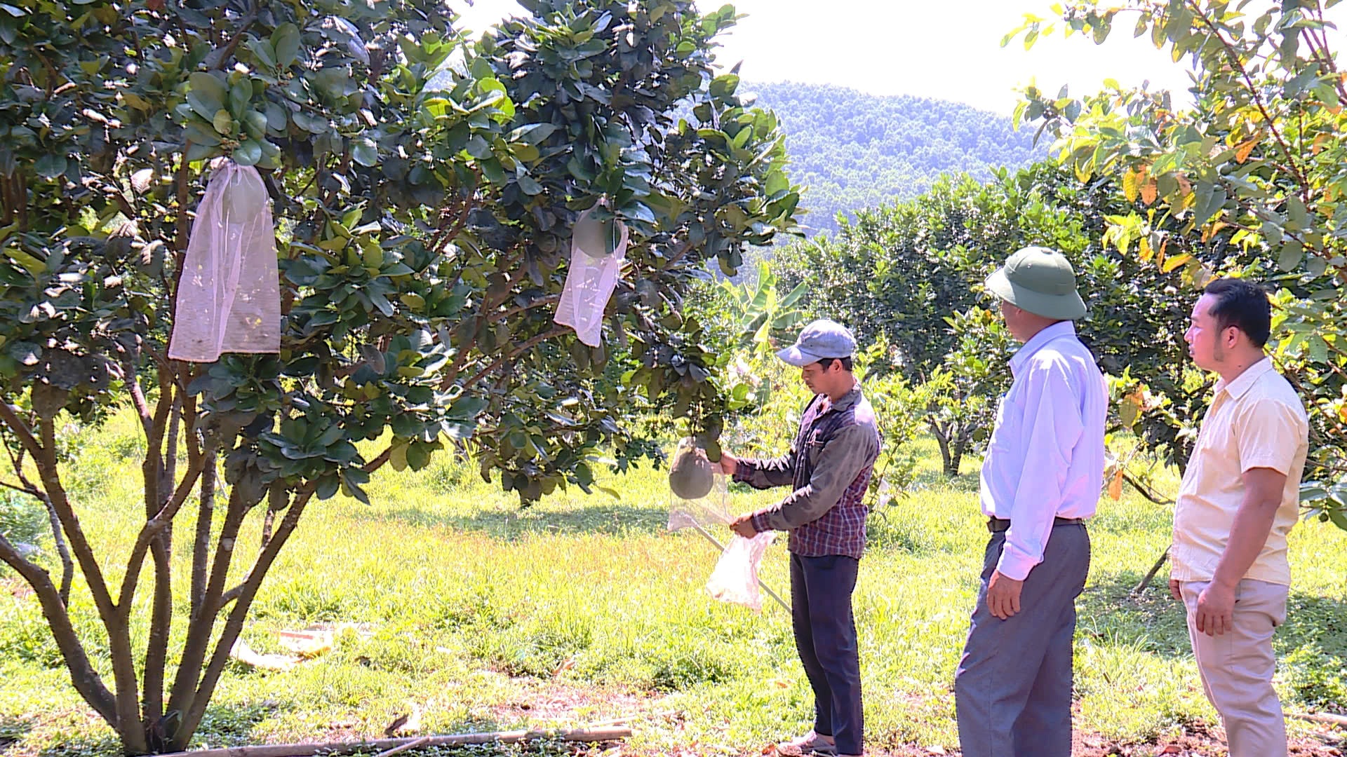 Phấn đấu hỗ trợ 300 hộ nông dân thoát nghèo trong năm 2025