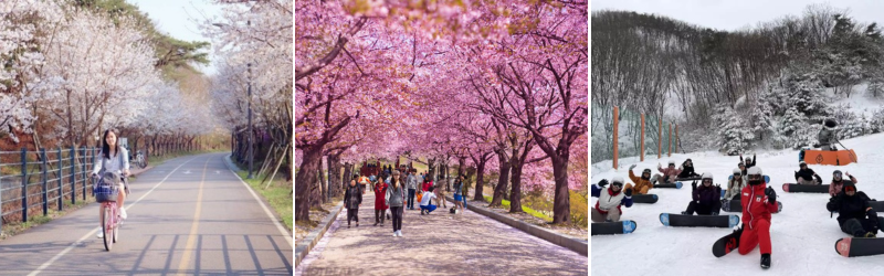 Khám phá vẻ đẹp Hàn Quốc qua tour du lịch độc đáo tại Đất Việt Tour