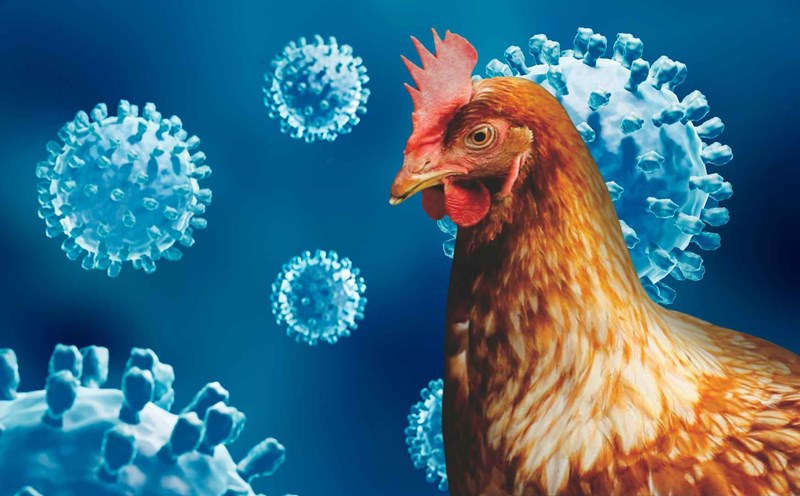Cúm gia cầm có thể trở thành vấn đề mới nổi nghiêm trọng vào năm 2025