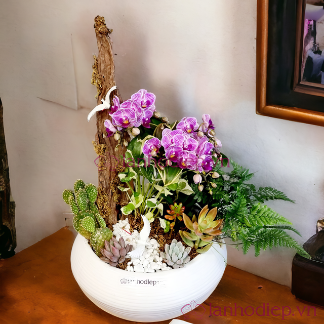 Top 5 sai lầm dễ gặp khi mua lan hồ điệp tết và cách khắc phục