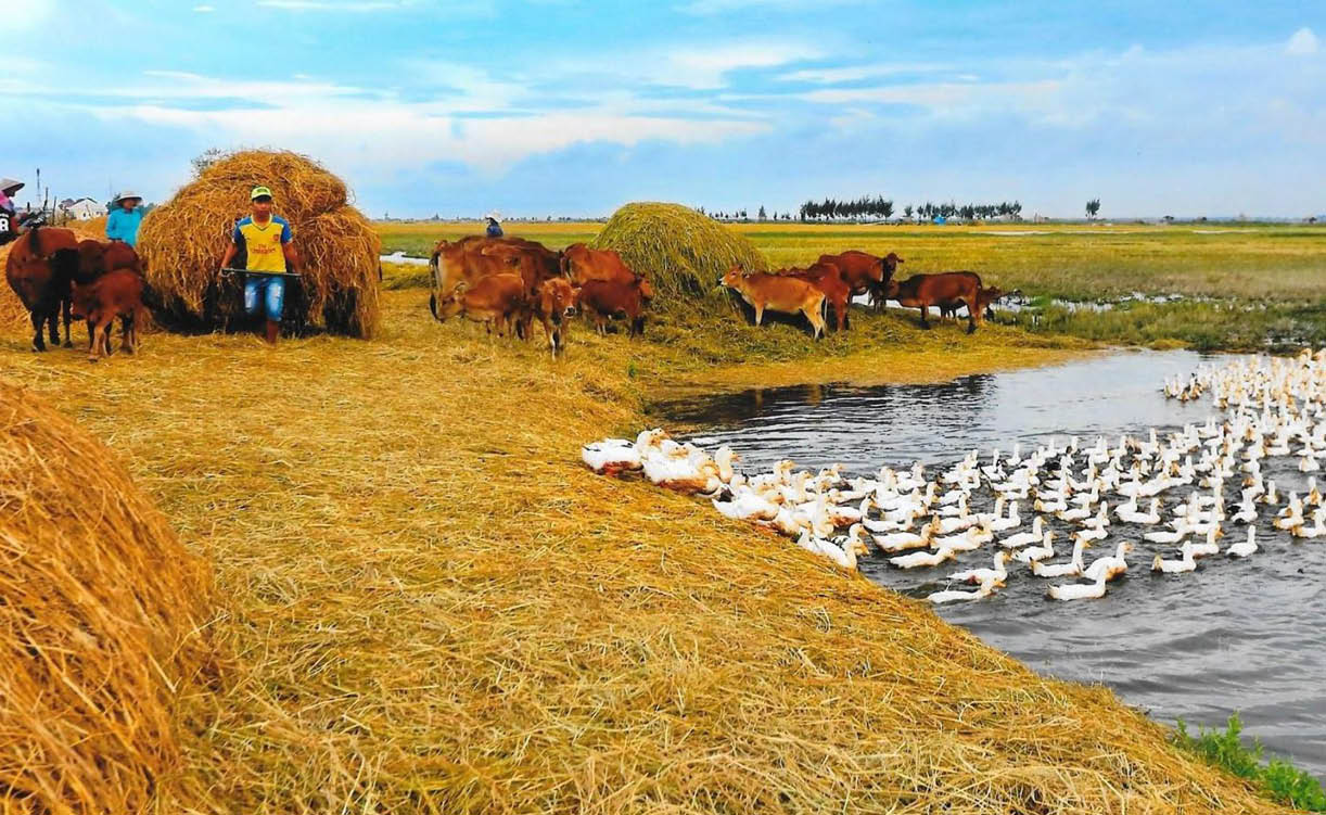 Quảng Điền phát triển chăn nuôi quy mô lớn