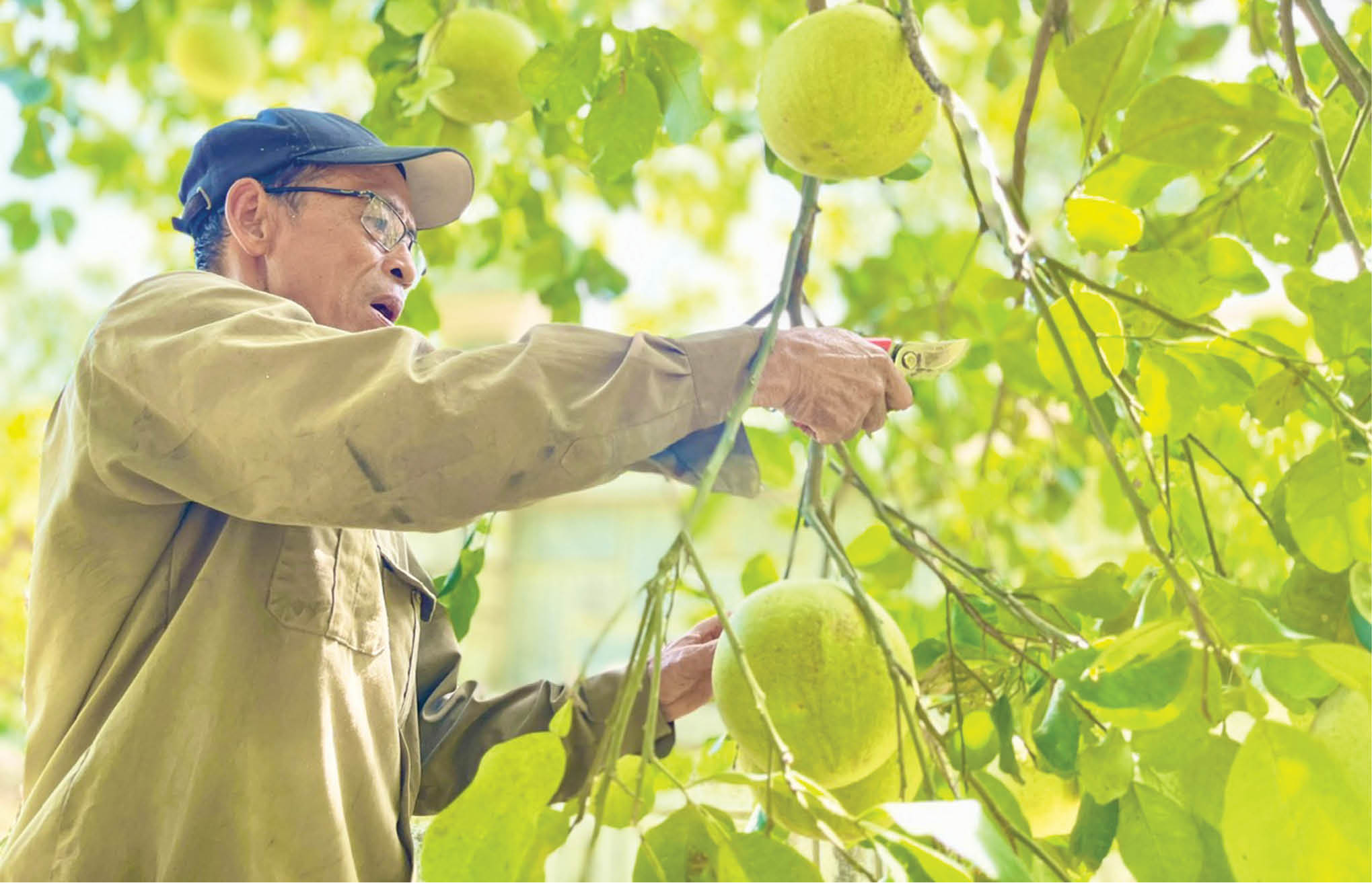 Từ làm nông ở phố đến nông nghiệp đô thị