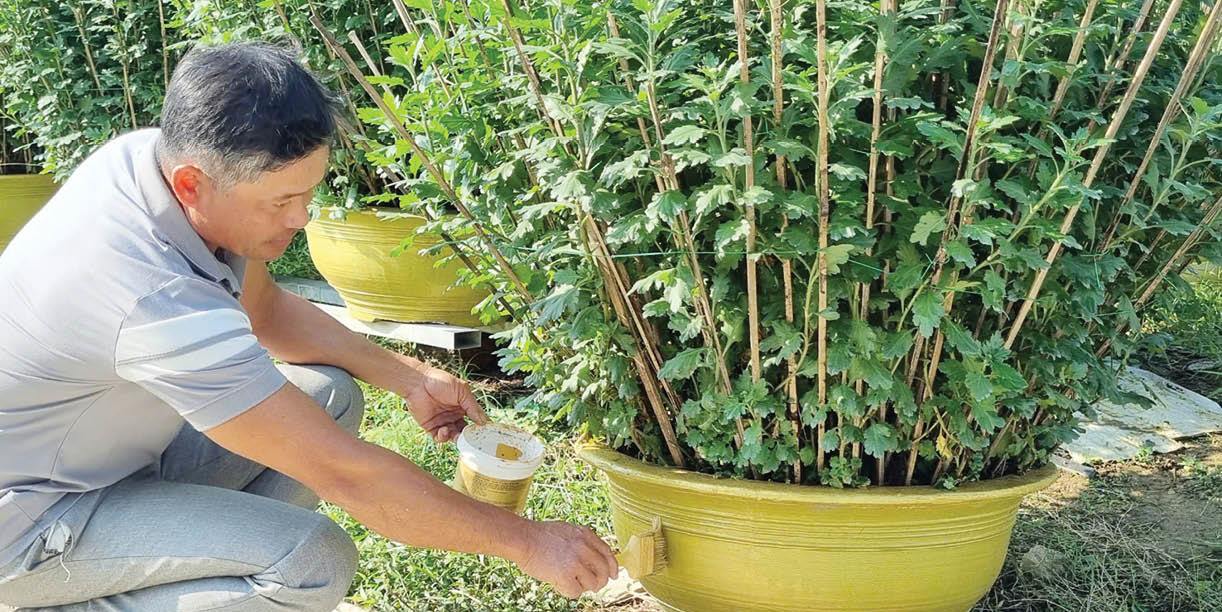 Làm giàu từ hoa cúc