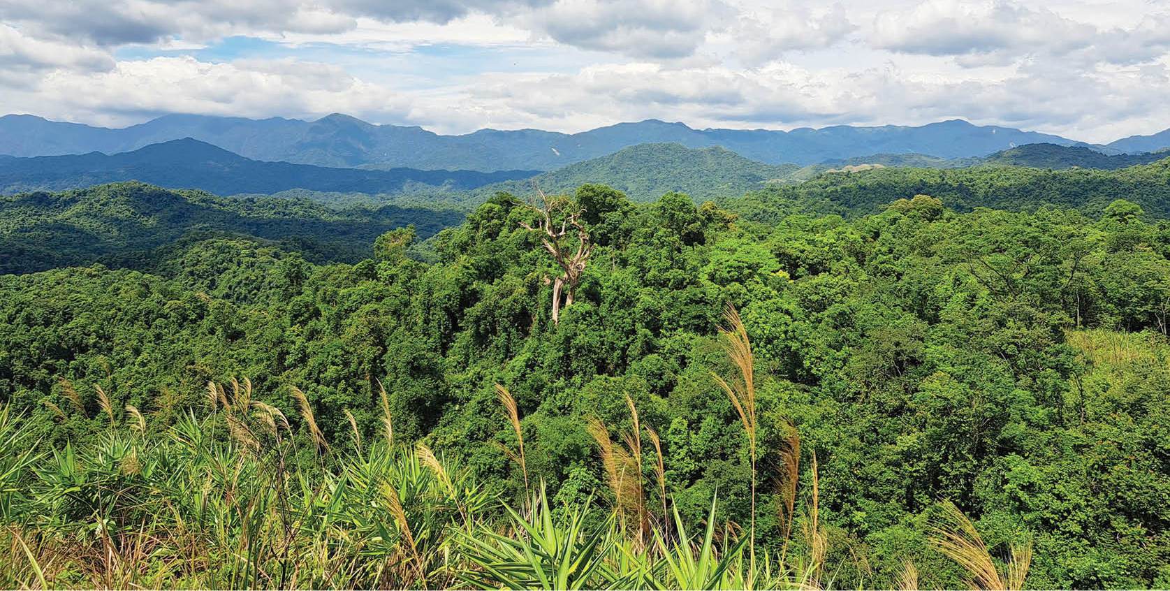 Tìm giải pháp chi tiền từ việc bán tín chỉ carbon