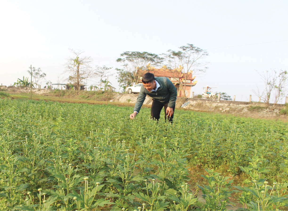 Quảng Điền lo thất thu vụ hoa Tết