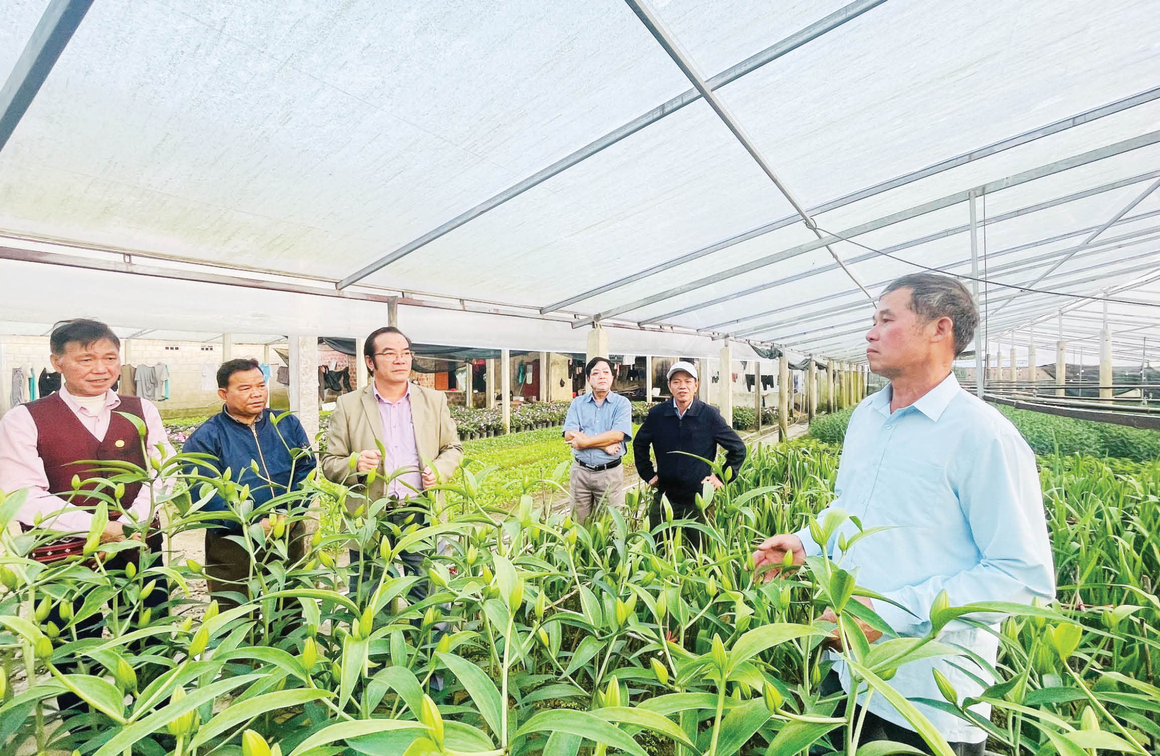 Điểm sáng trong mô hình trồng hoa Tết