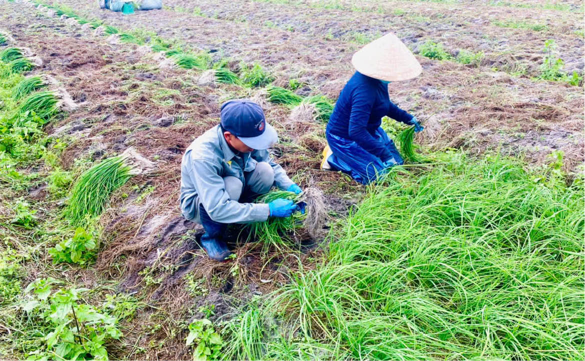 Ném cây được mùa, rớt giá