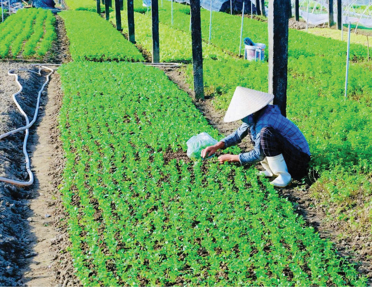 Hối hả cho vụ rau Tết