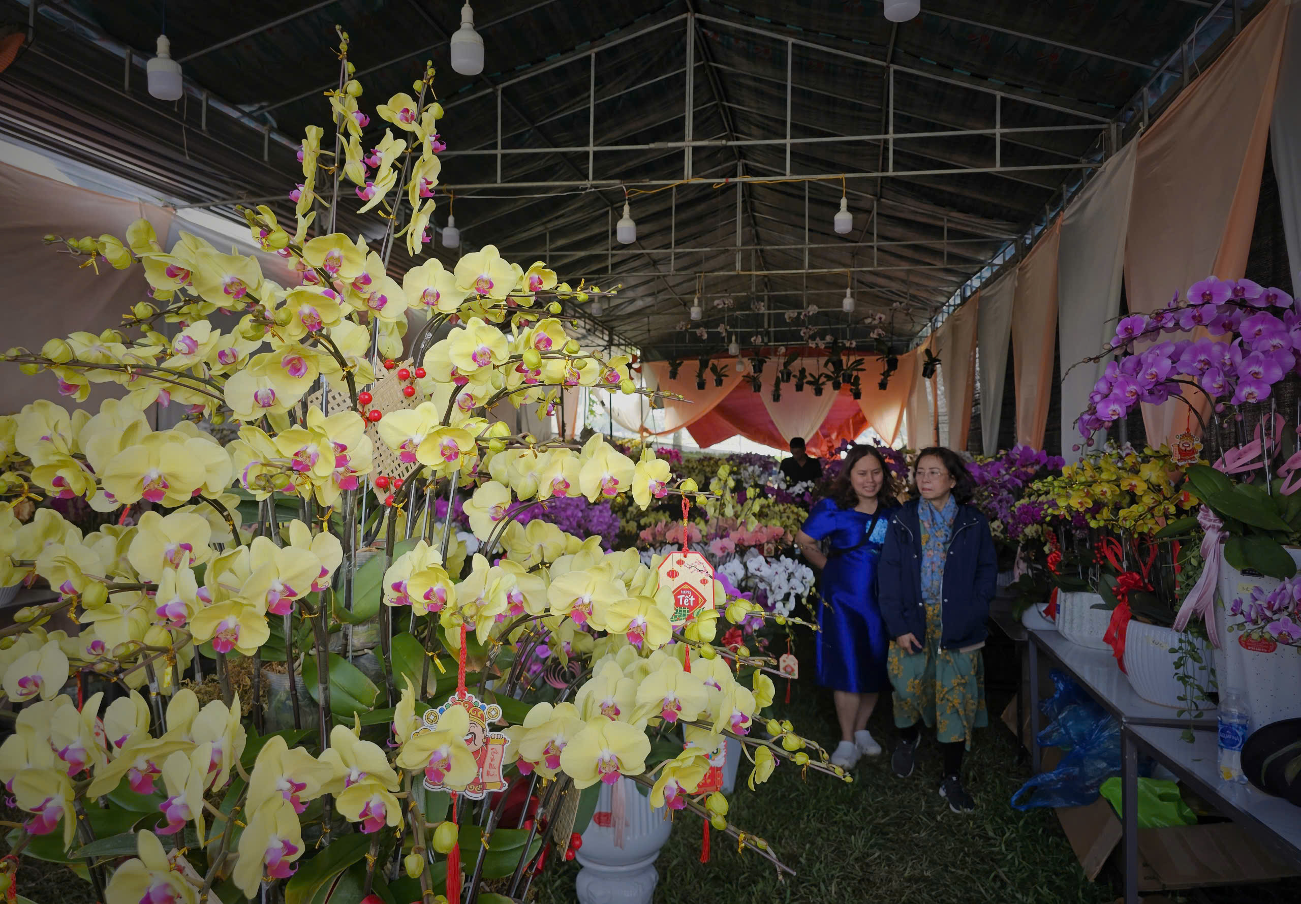 Hoa kiểng Tết bắt đầu xuống phố