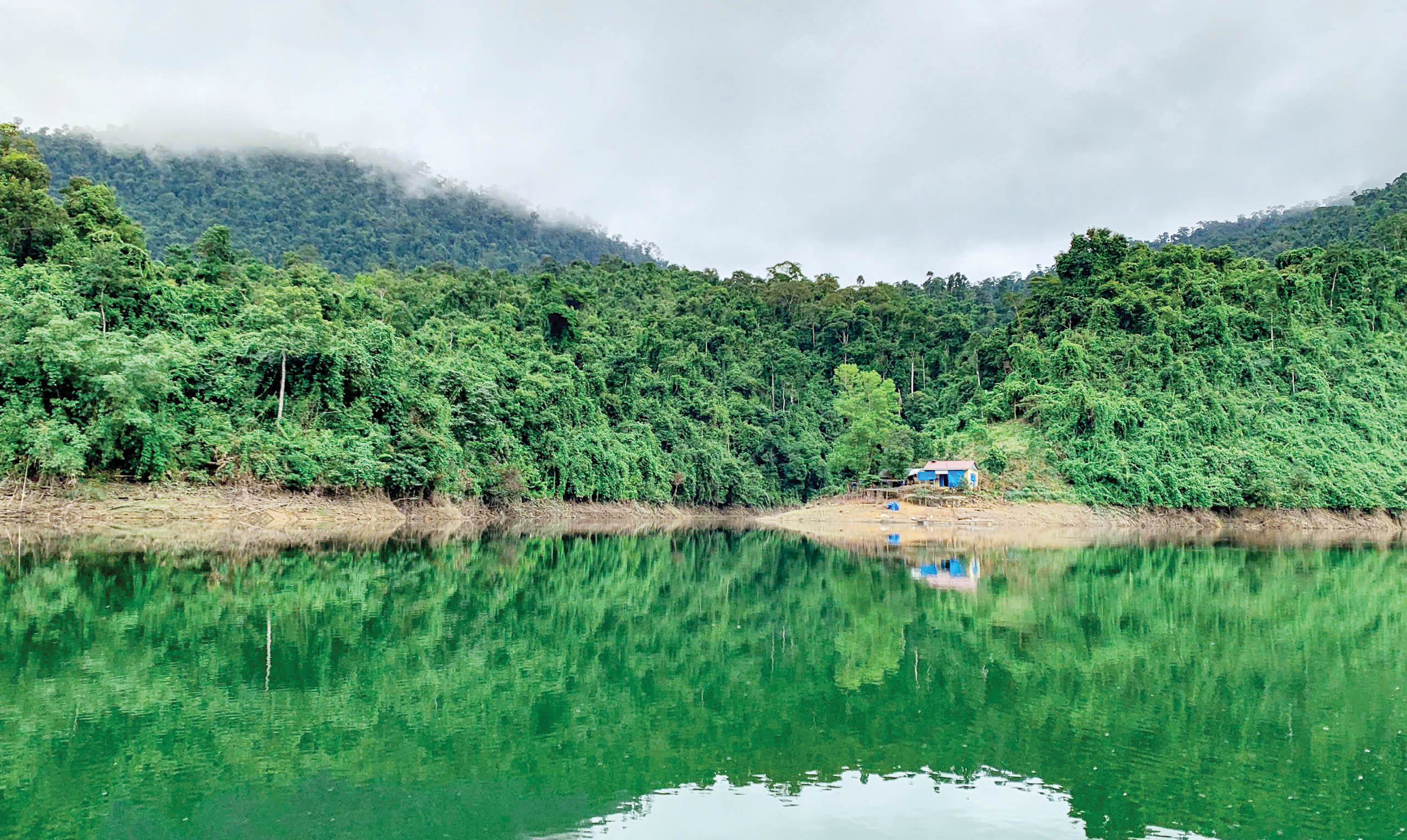 Rừng xanh, người an