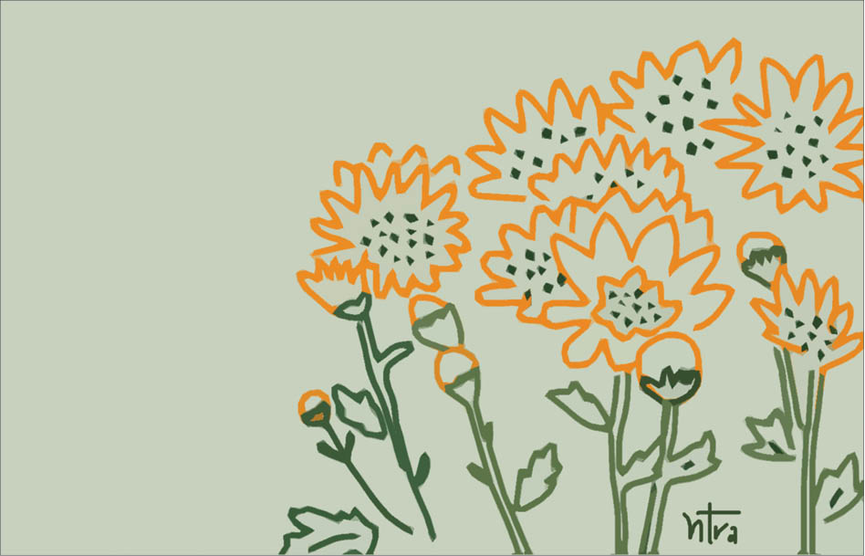 Sen tàn cúc lại nở hoa