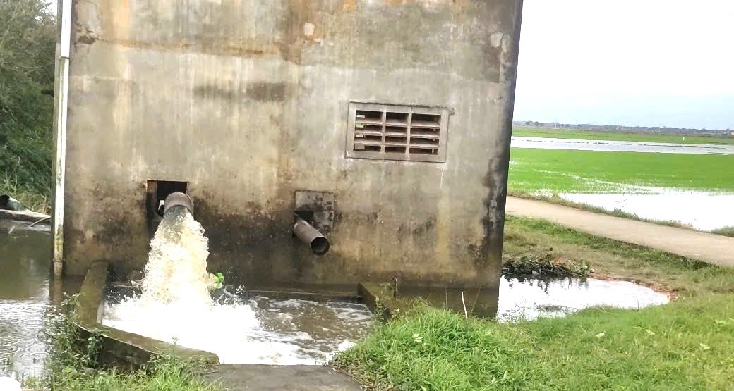 Phong Điền Hơn 1 000 ha lúa bị ngập úng do mưa