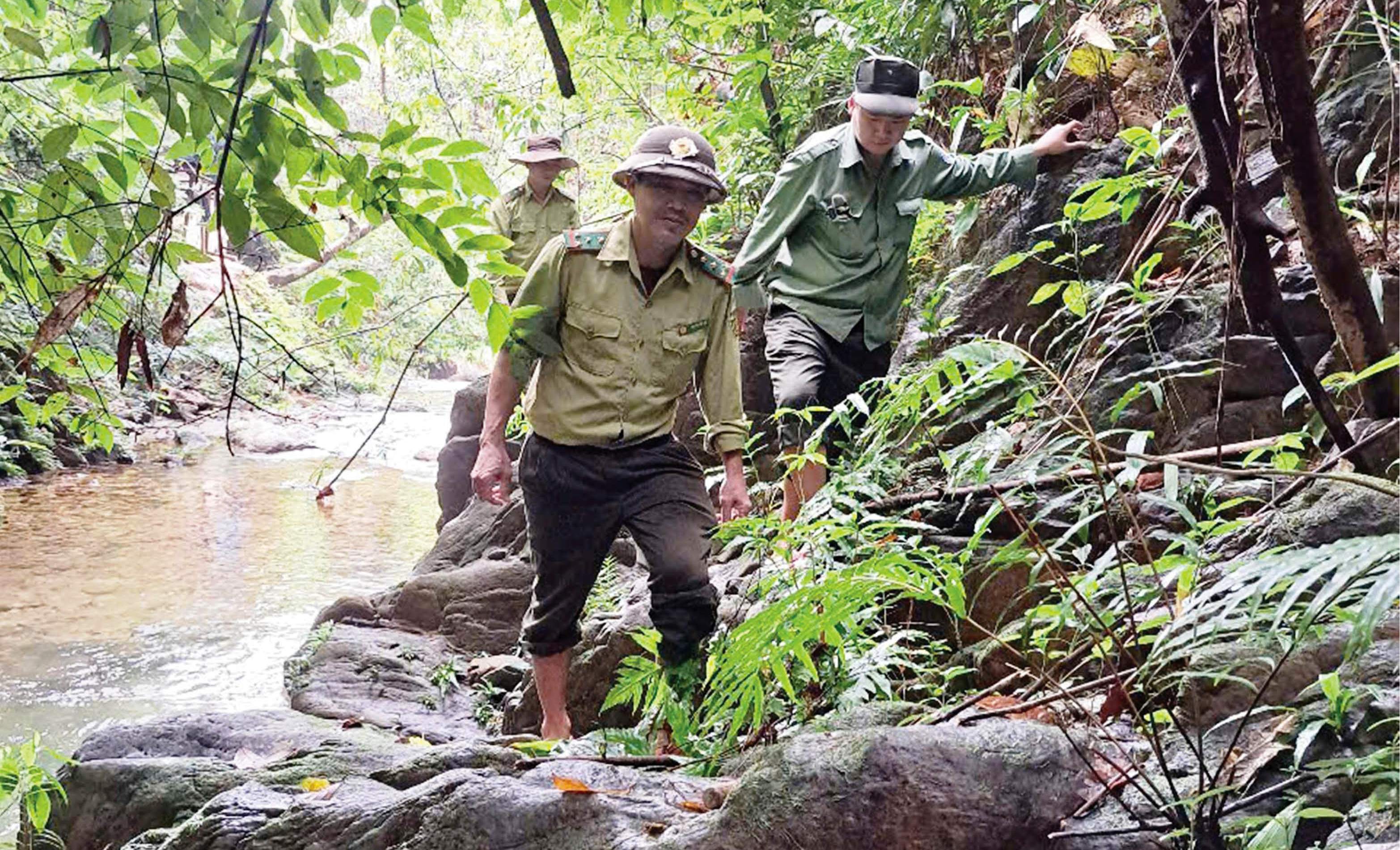 Giữ rừng mùa xuân
