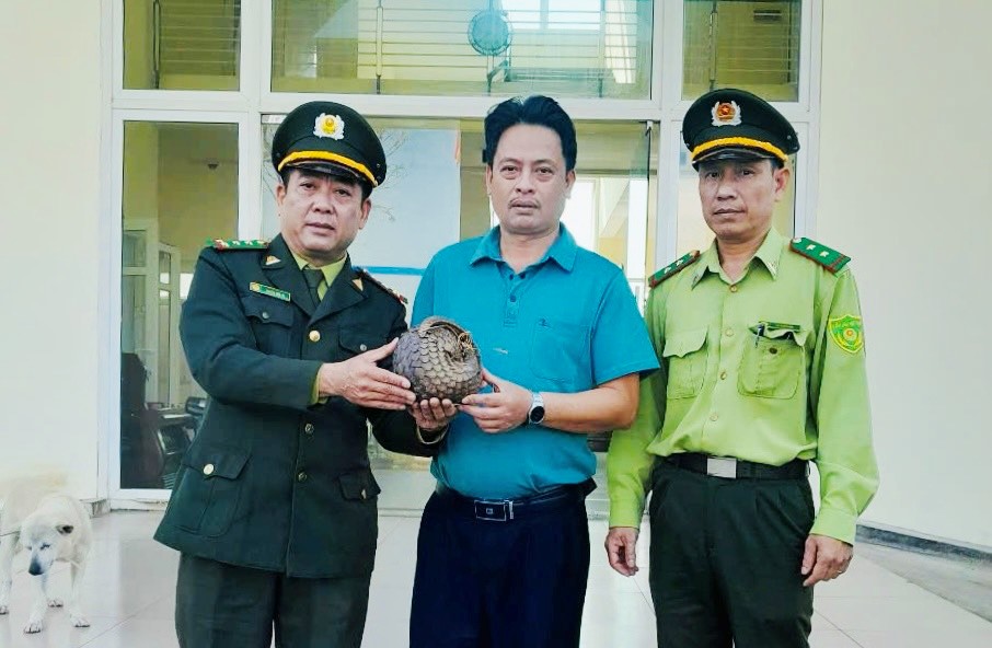 Tiếp nhận cá thể Tê tê quý hiếm từ BQL hồ Tả Trạch