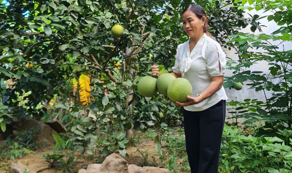 Giống cây ăn quả mới cho vùng gò đồi