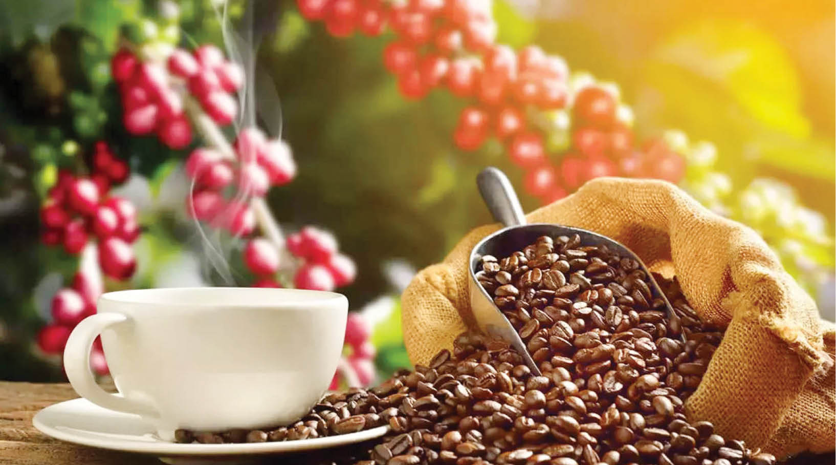 Thời tiết ngày càng khắc nghiệt khiến giá cà phê tăng vọt