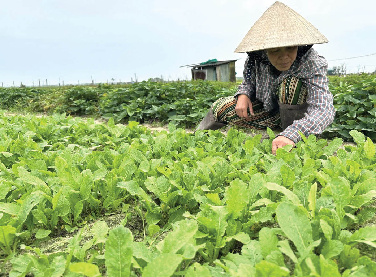 Những ngôi nhà ấm áp