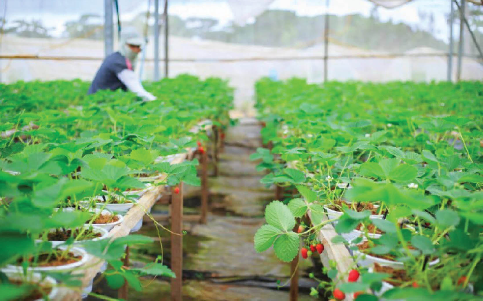 Ra mắt Hướng dẫn chính sách ASEAN về chuyển đổi nông nghiệp sinh thái