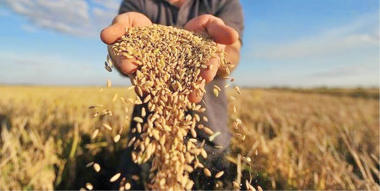 Đầu tư vào hệ thống thực phẩm địa phương để chấm dứt suy dinh dưỡng toàn cầu