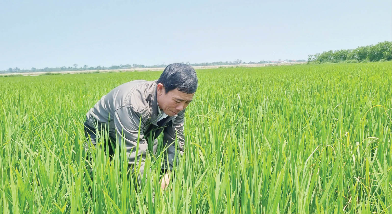 Kỳ vọng vụ lúa đông xuân đạt năng suất, chất lượng cao