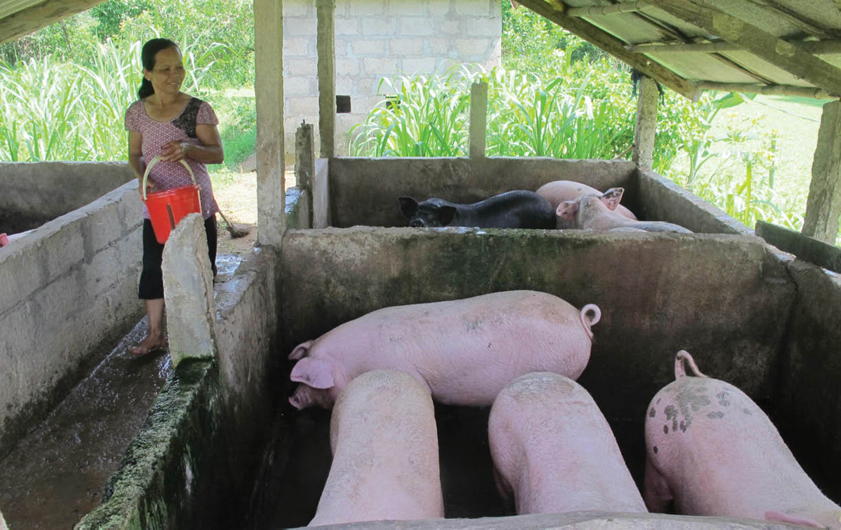 Cân bằng cung - cầu để giảm giá thịt lợn