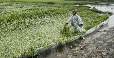 Quảng Điền khắc phục hơn 612 ha lúa, rau màu bị ngã đổ do mưa gió