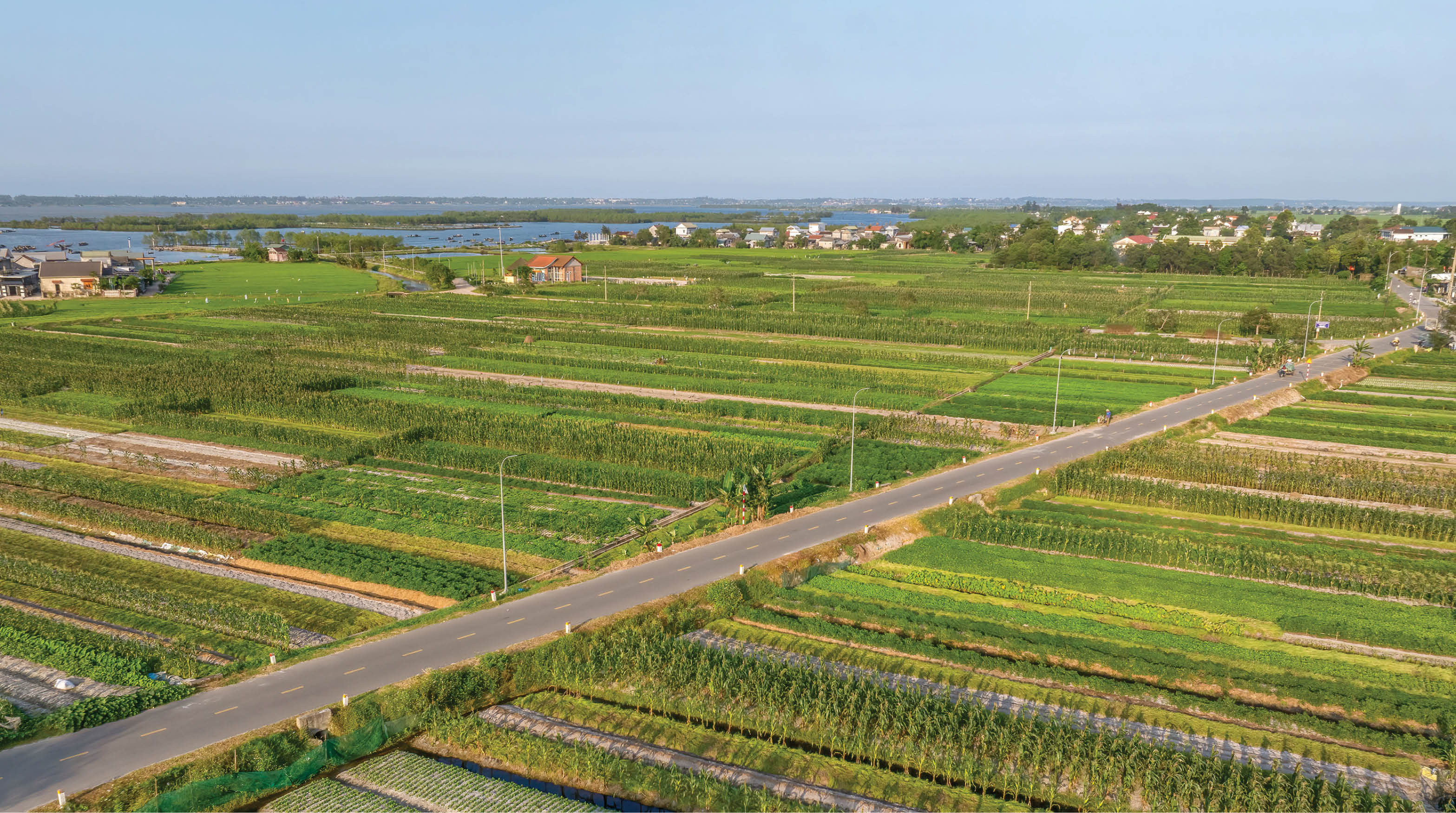 Bắp xứ cát Ngư Mỹ Thạnh