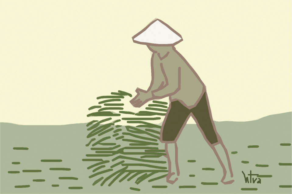 Gom nắng mùa gặt