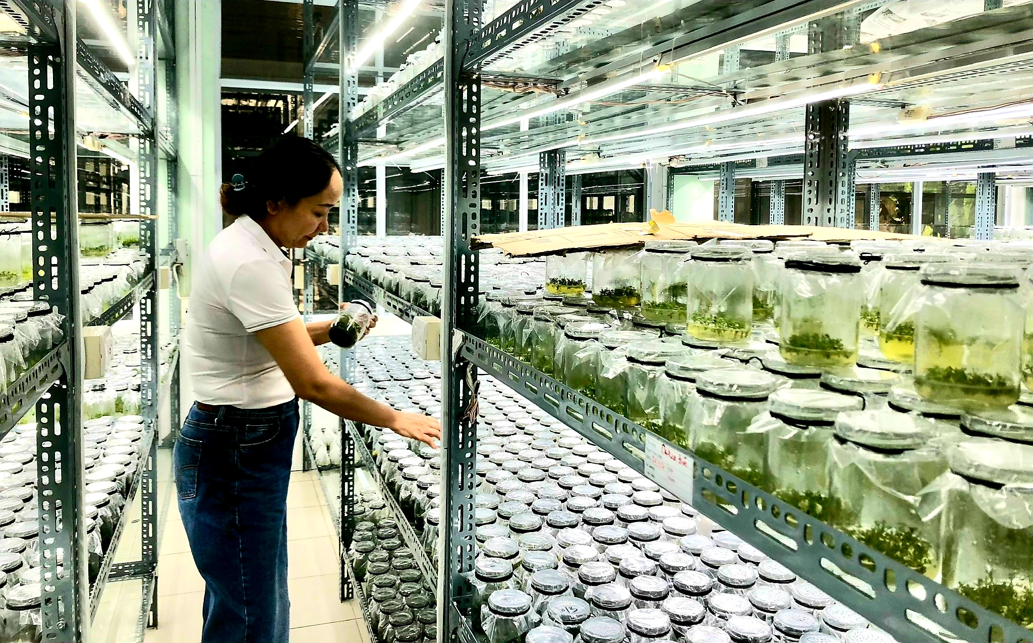 Nguồn giống chất lượng cho những mùa trồng rừng