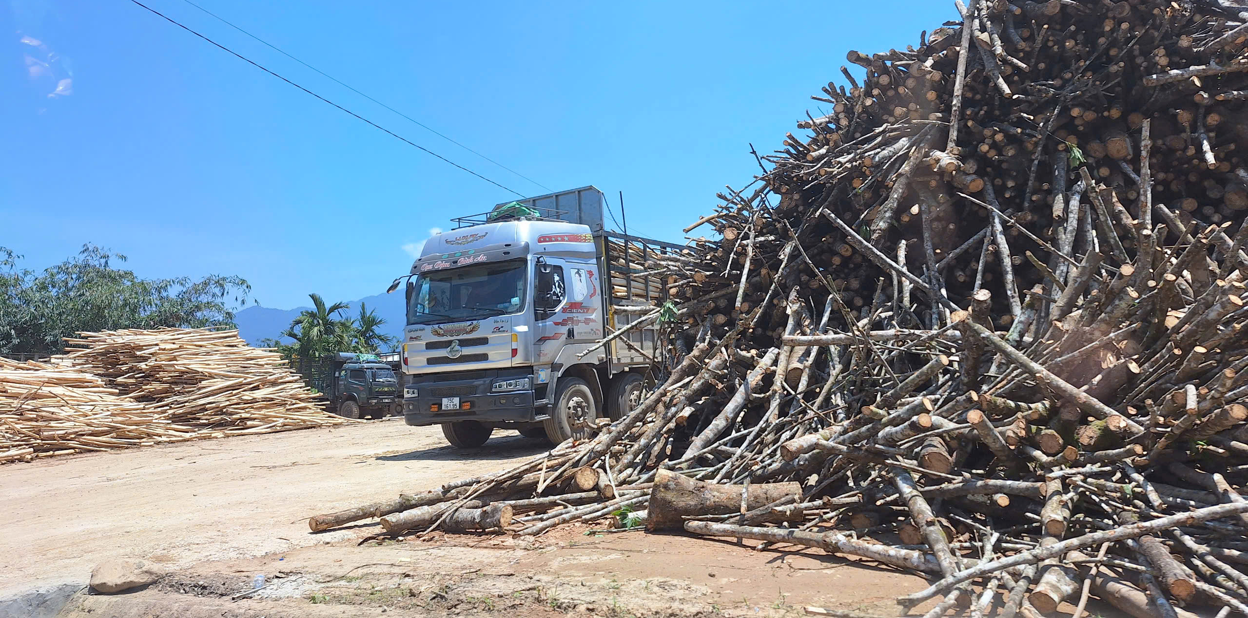 Dừng hoạt động 2 cơ sở kinh doanh gỗ rừng trồng chưa đầy đủ thủ tục