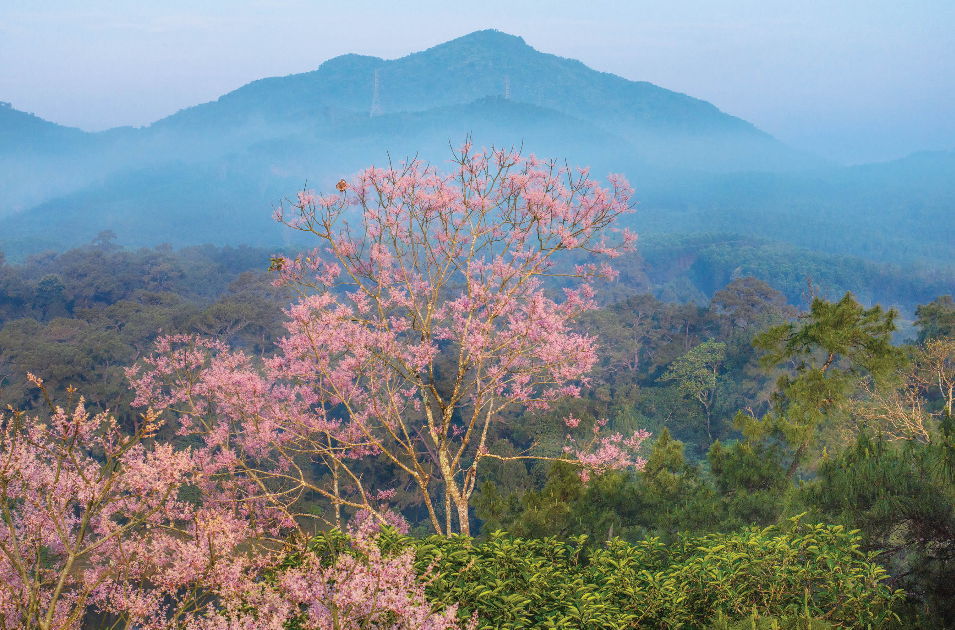Huyền hoặc sắc hoa ngô đồng