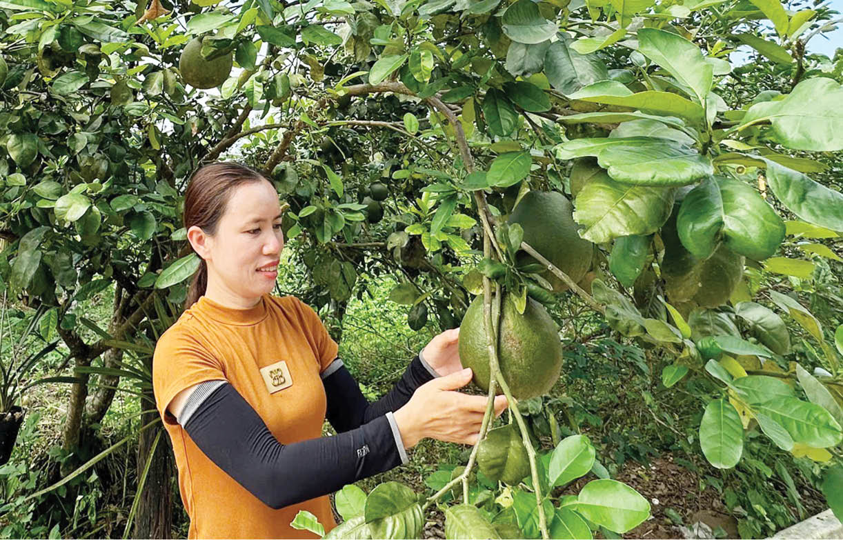 Bén duyên với vùng đồi núi Phong Xuân