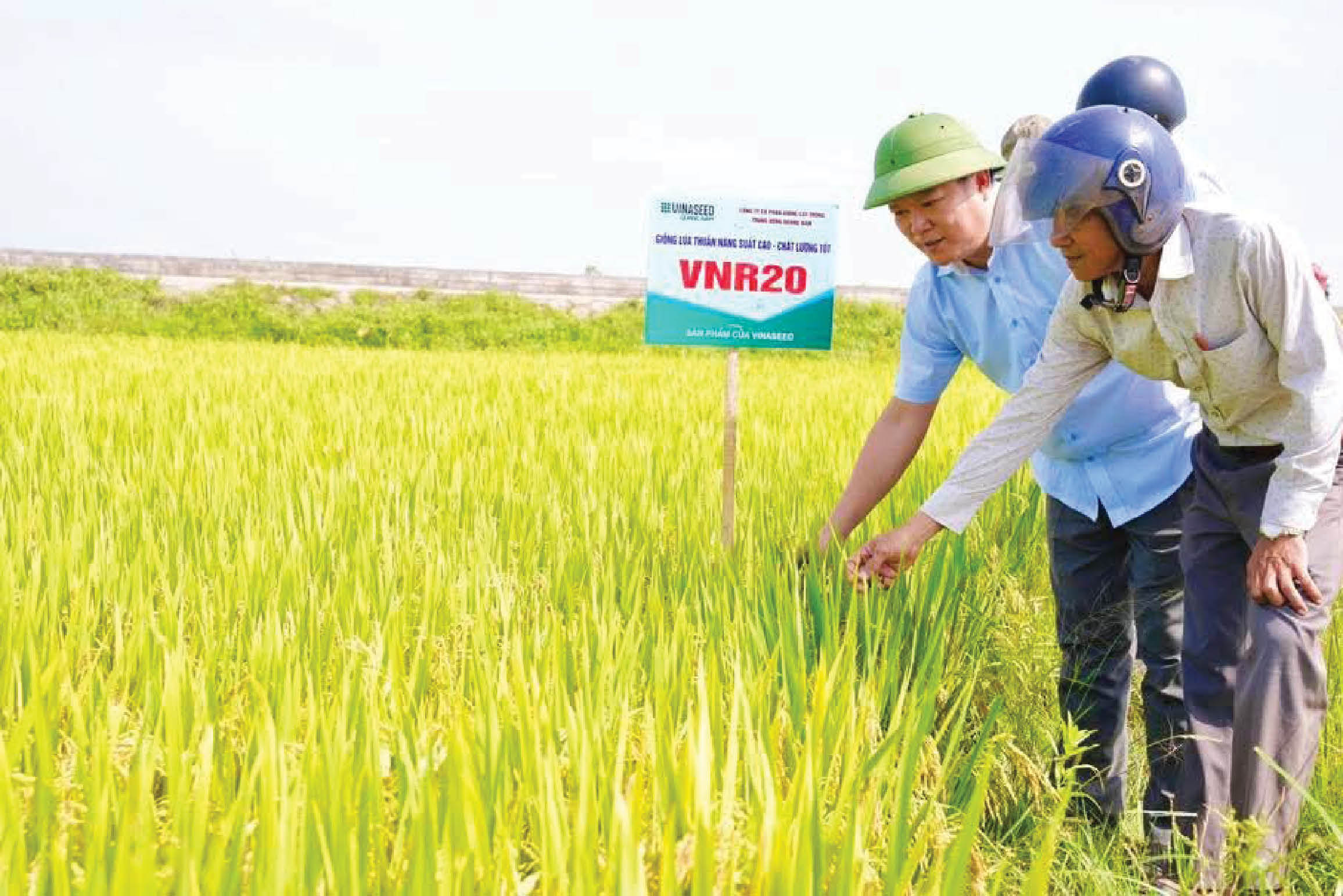 Thu hoạch lúa gắn với bảo vệ môi trường