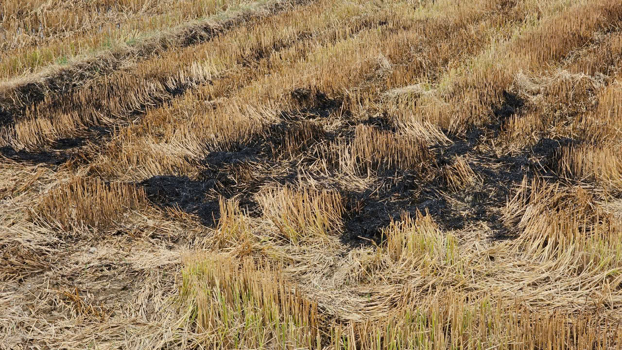 Hỗ trợ 1 tấn chế phẩm sinh học xử lý rơm rạ