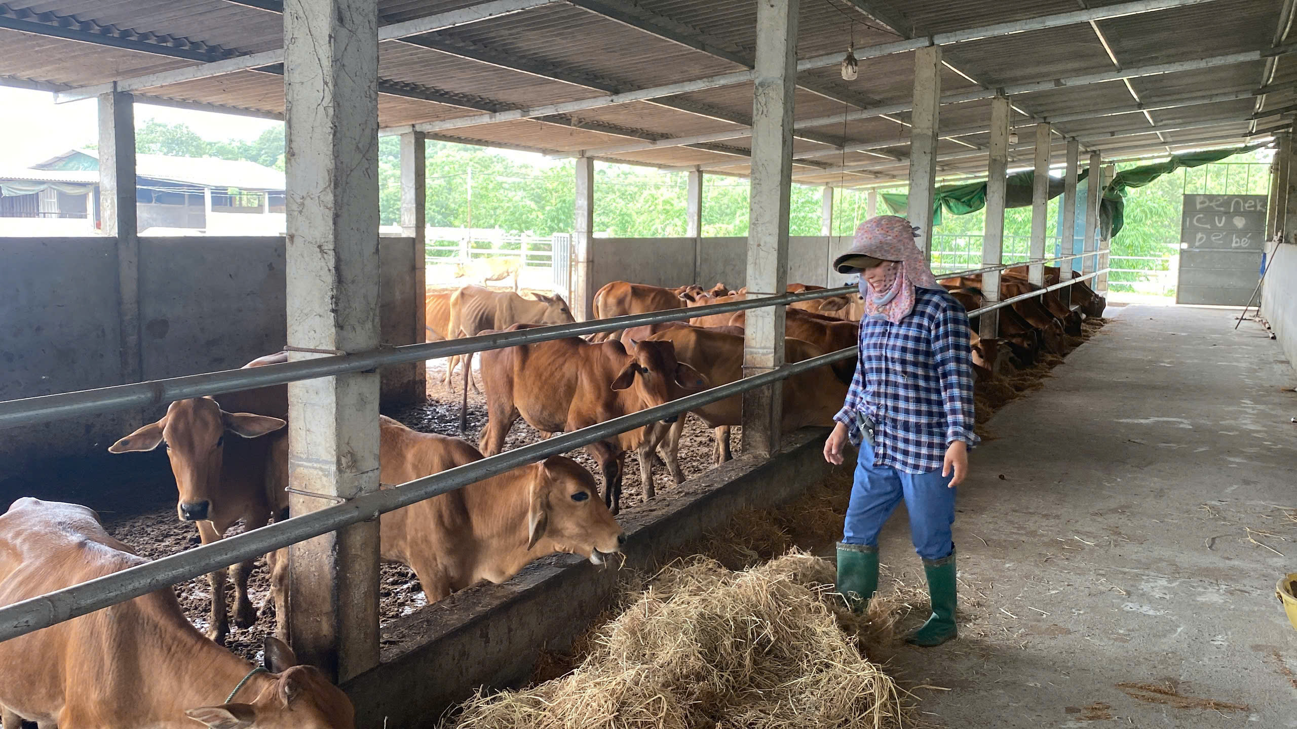 Nâng tỷ lệ tiêm phòng vắc- xin trong chăn nuôi