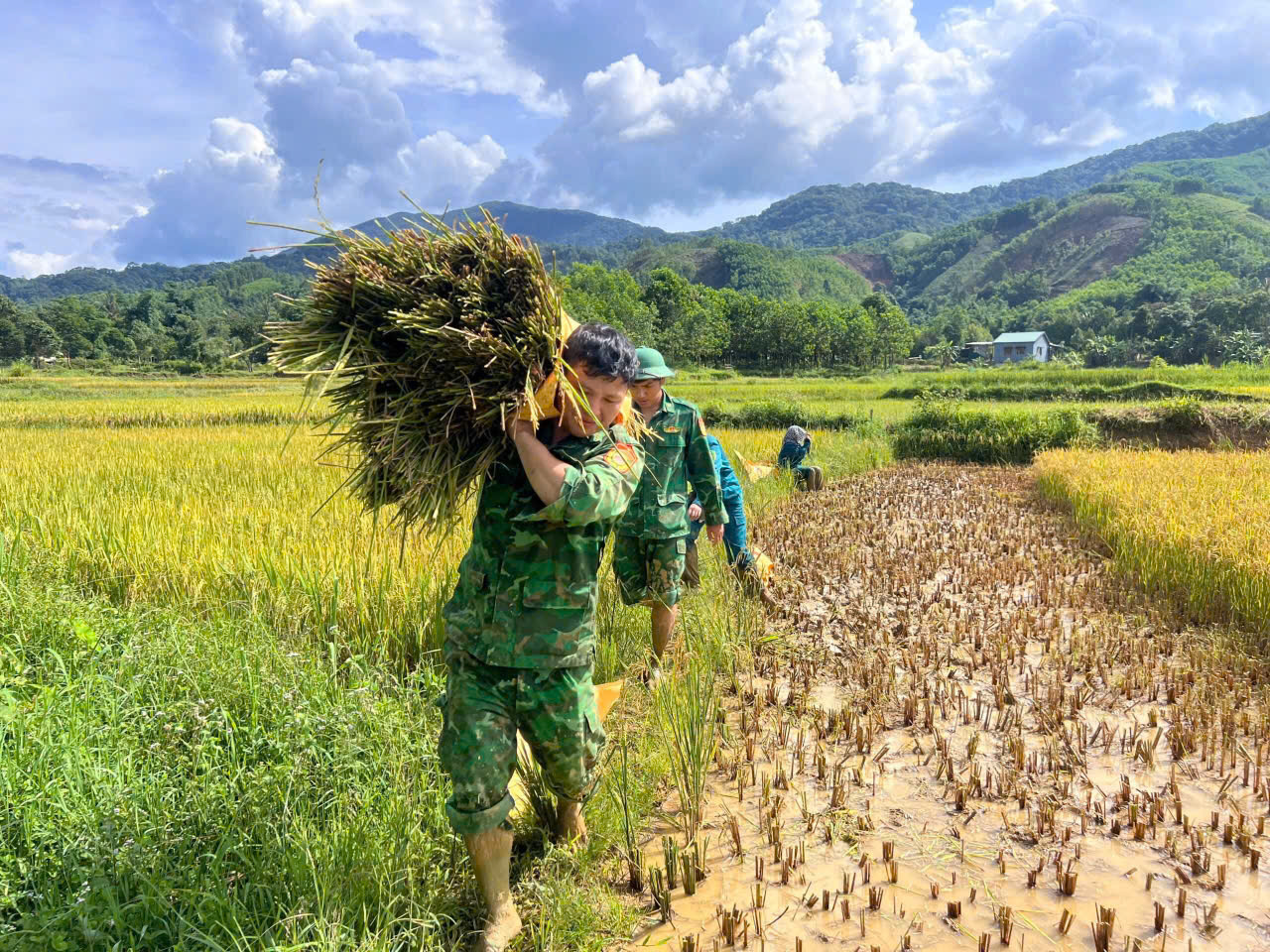 Gặt lúa giúp người dân biên giới